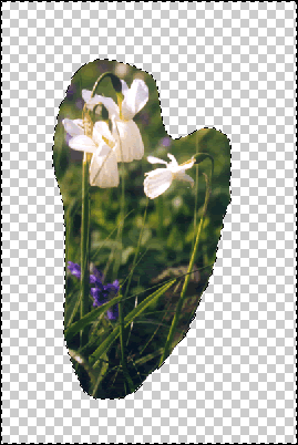 PL narcisse selection 000