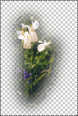 PL narcisse selection 030