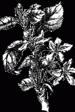 pommier