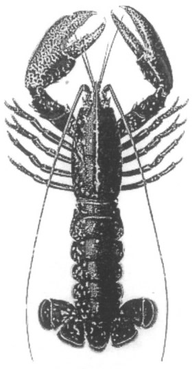 homard galimafree
