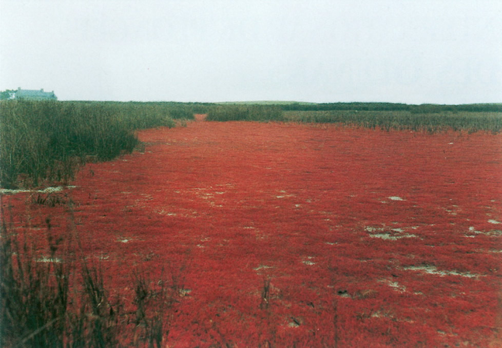 limule salicorne